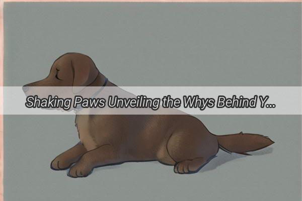 Shaking Paws Unveiling the Whys Behind Your Dogs Quiver